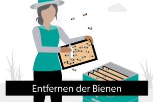 Illustration einer Imkerin, die Bienen von einer Honigwabe entfernt aus dem Modul Dokumentation in Bild und Ton von der Medienbox NRW